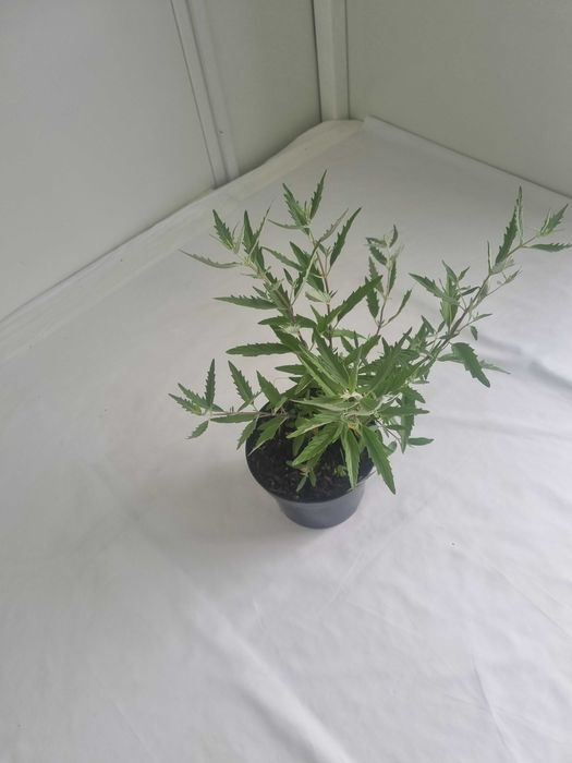 Barbula Kaledońska –Krzew Ozdobny, Doniczka 2L, Wys. 50 cm