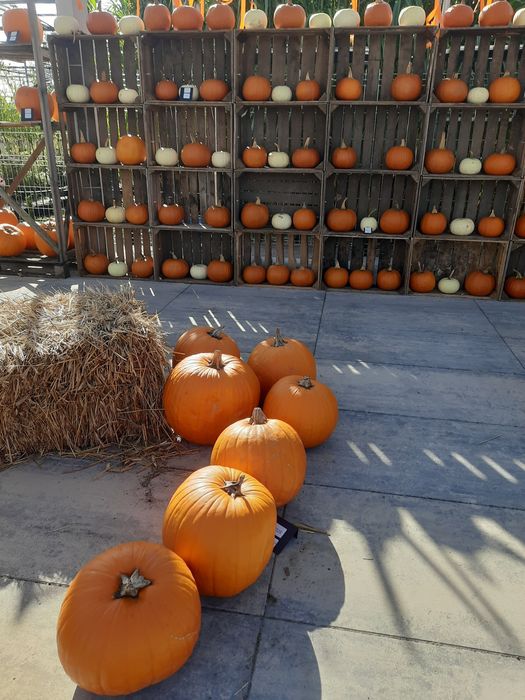 Dynie dynia Halloween Biała ozdobna
