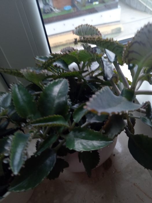 Kwiaty doniczkowe - drzewko szczęścia, i inne