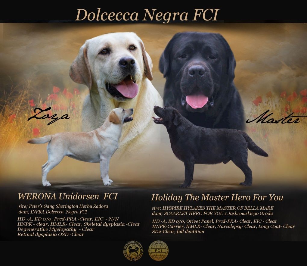 Labrador retriever-  piesek   ZKwP/FCI