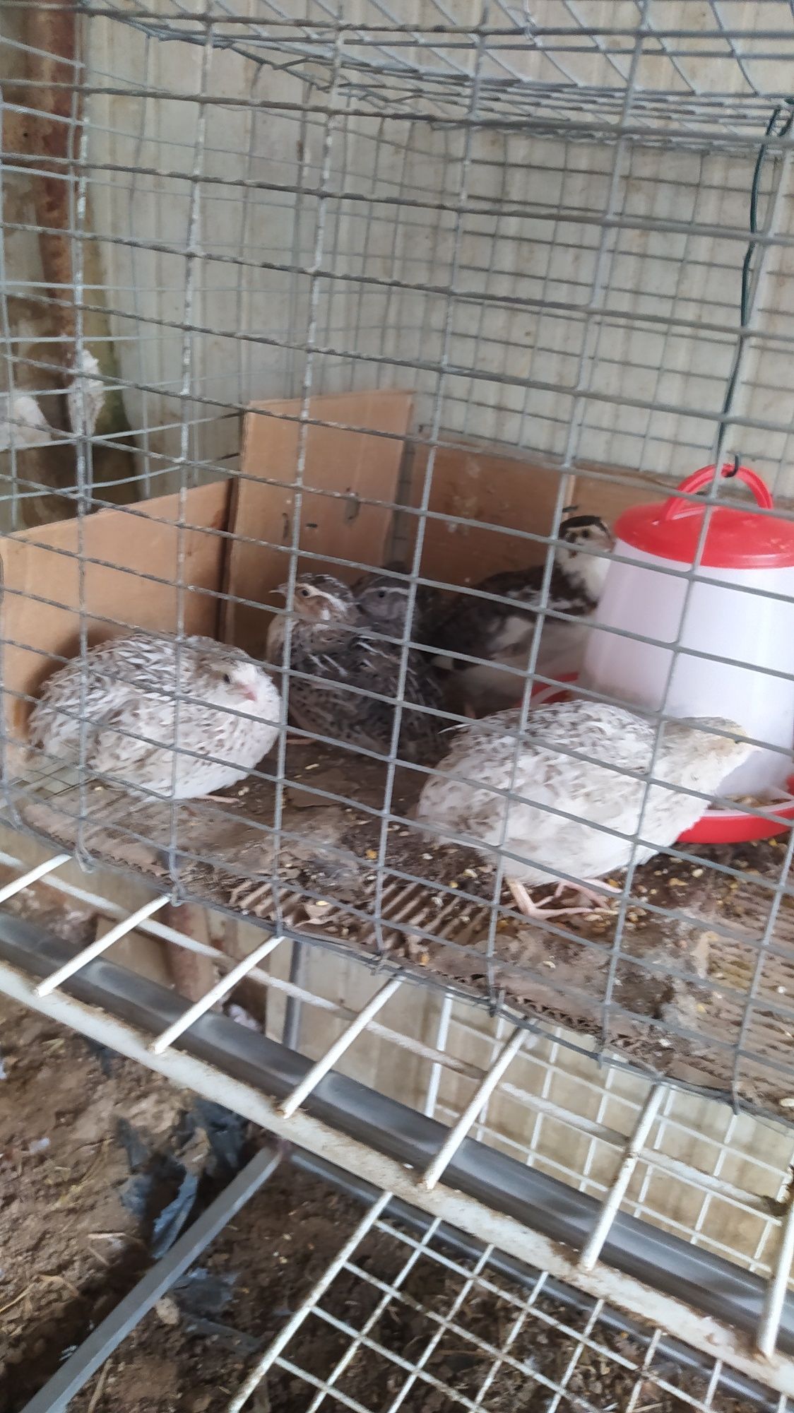 Ovos de codorniz