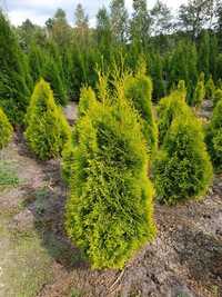 Tuja Golden Smaragd/ Thuja Złoty Smaragd 100-120 cm grube, gęste