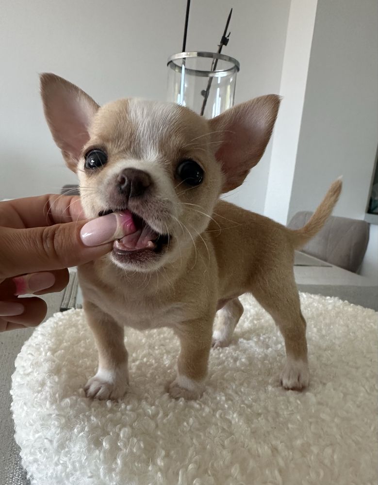 Chihuahua MOCHI chlopczyk ZAREZERWOWANY