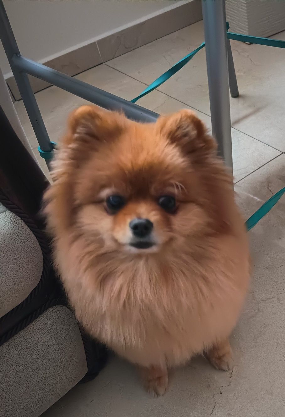Rezerwacja Chłopiec Szpic mały pomeranian ZKwP