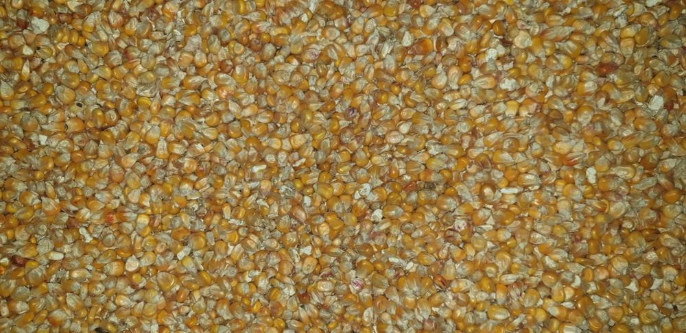 Kukurydza sucha 2025