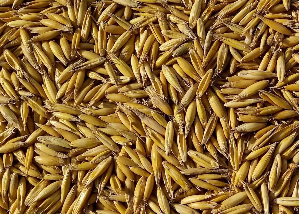 Owies BINGO czyste ładne grube ziarno