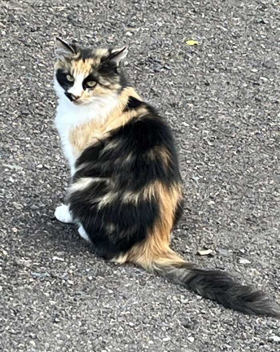 Гарненькі котики