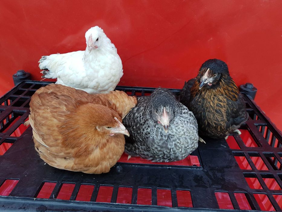 Kury kokoszki nioski rosa