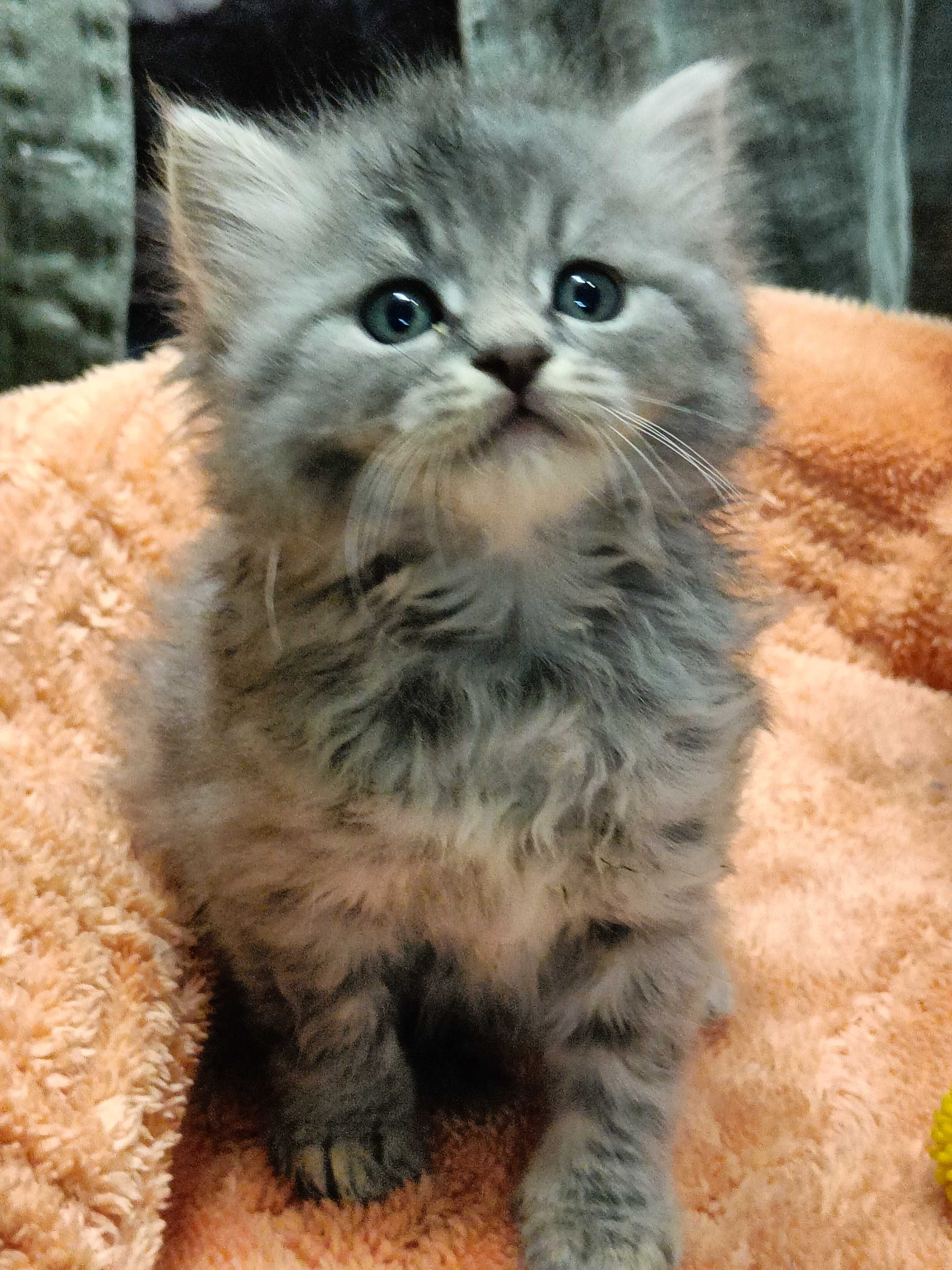 Отдам пушистых котят, возр. 1.5 мес.