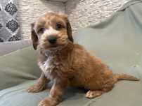 Cockapoo szczeniak chlopiec