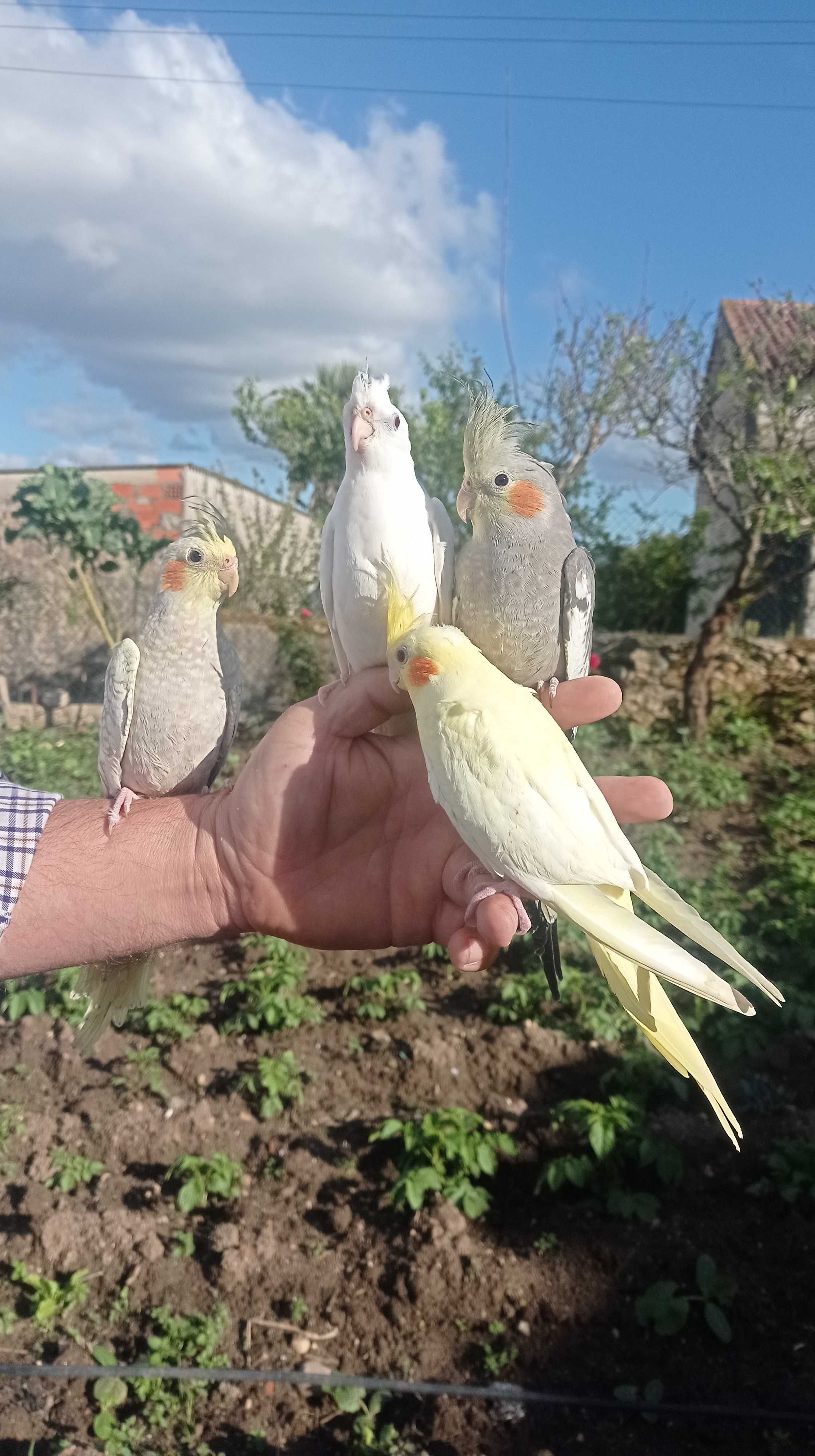 Aves criadas á mão e domésticadas