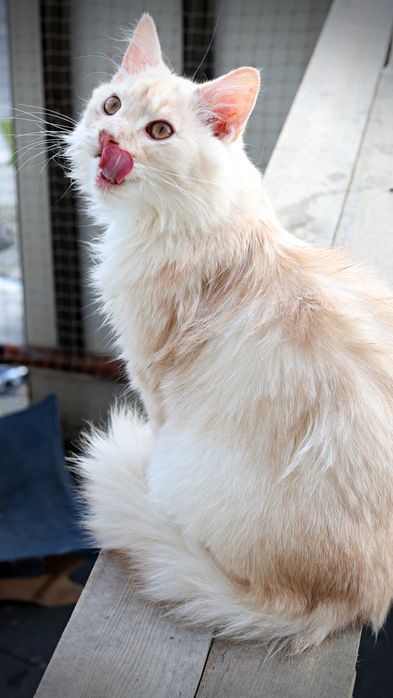 Chaos i Agent- wspólny dom poszukiwany