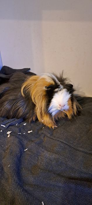 Parka Swinek Morskich