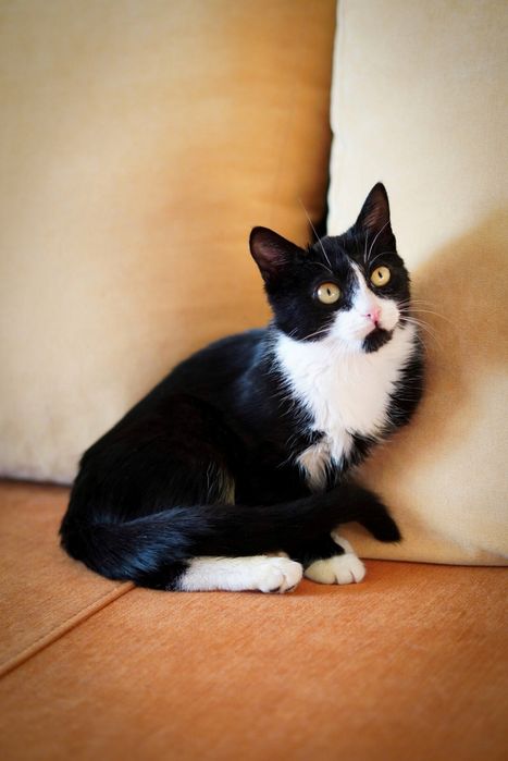 Стерильні киці у ДОБРІ руки, лімітована серія