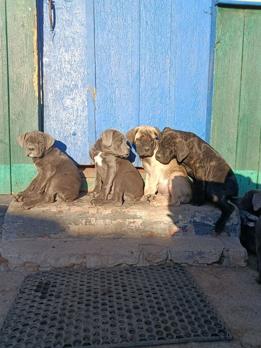 Продам цуценят кане-корсо