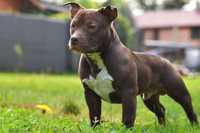 AMERICAN BULLY czekolada,bdb pochodzenie