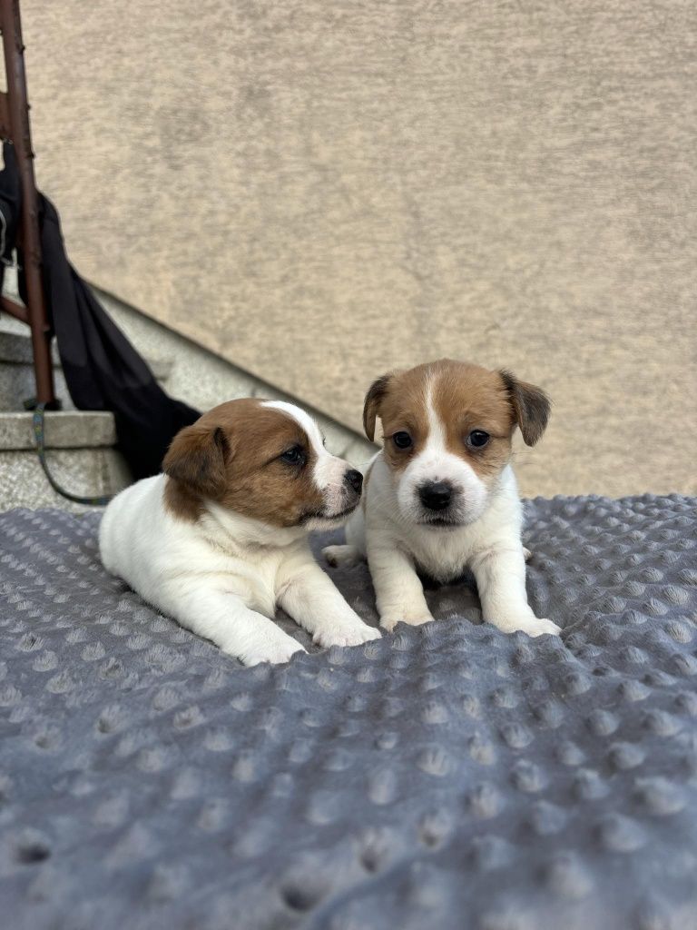 Jack Russell Terrier FCI ZKwP suczka