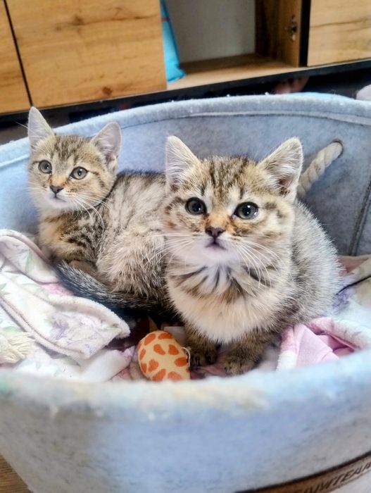 Kiki i Mini to piękne tygryski do adopcji,uratowane siostrzyczki,kot