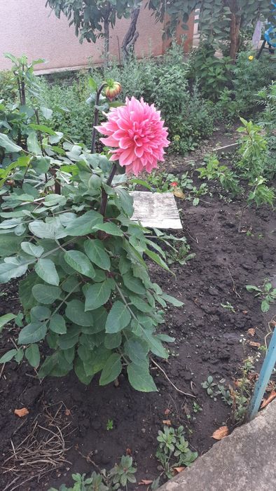 Георгины/Жоржины рассада