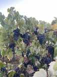 Uva preta para producao de vinho