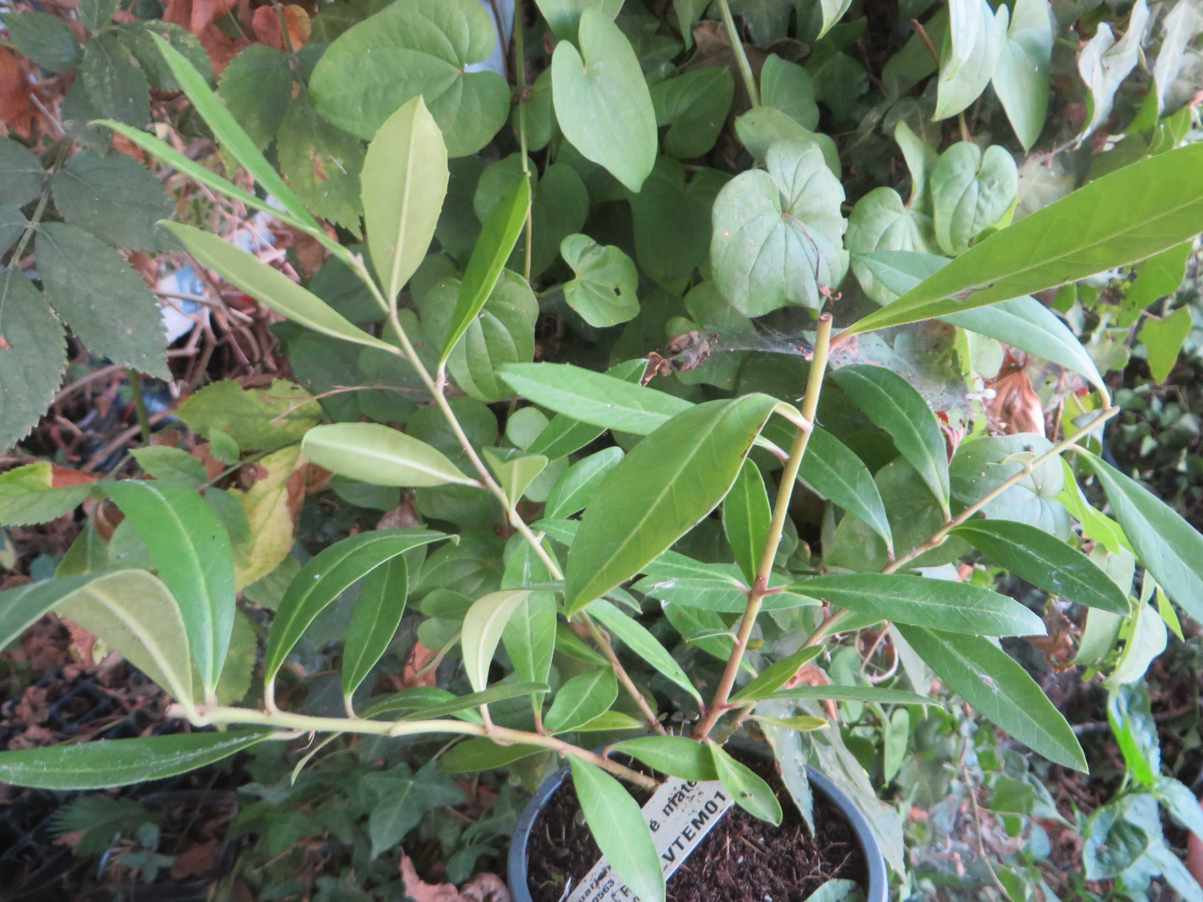 Planta de Chá Mate (Ilex paraguariensis) - muito raro