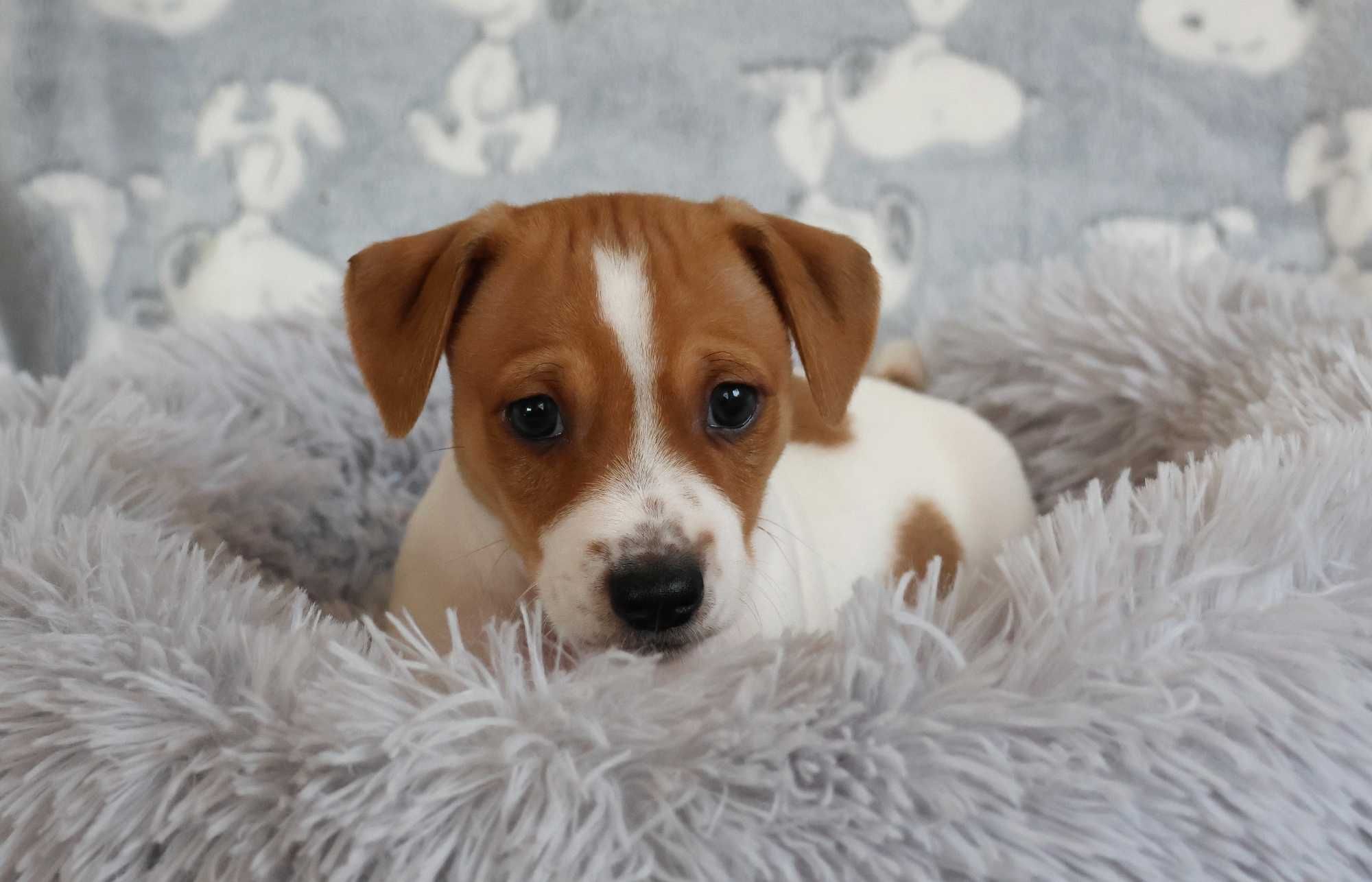 Jack Russell Terrier z hodowli "BREFIO" /badania genetyczne