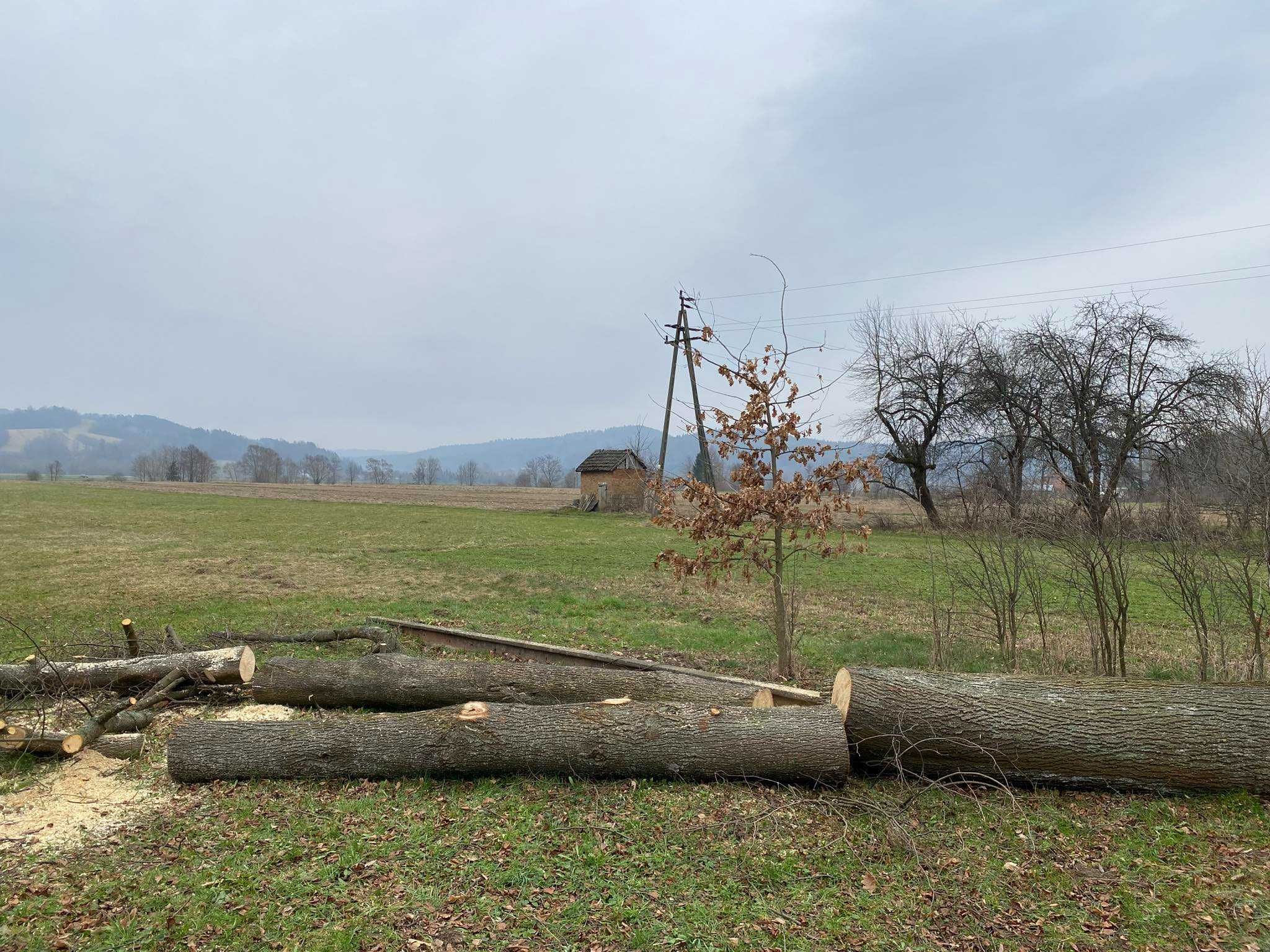 Drzewo lipa, drewno lipowe na rzeźby, ule itp.