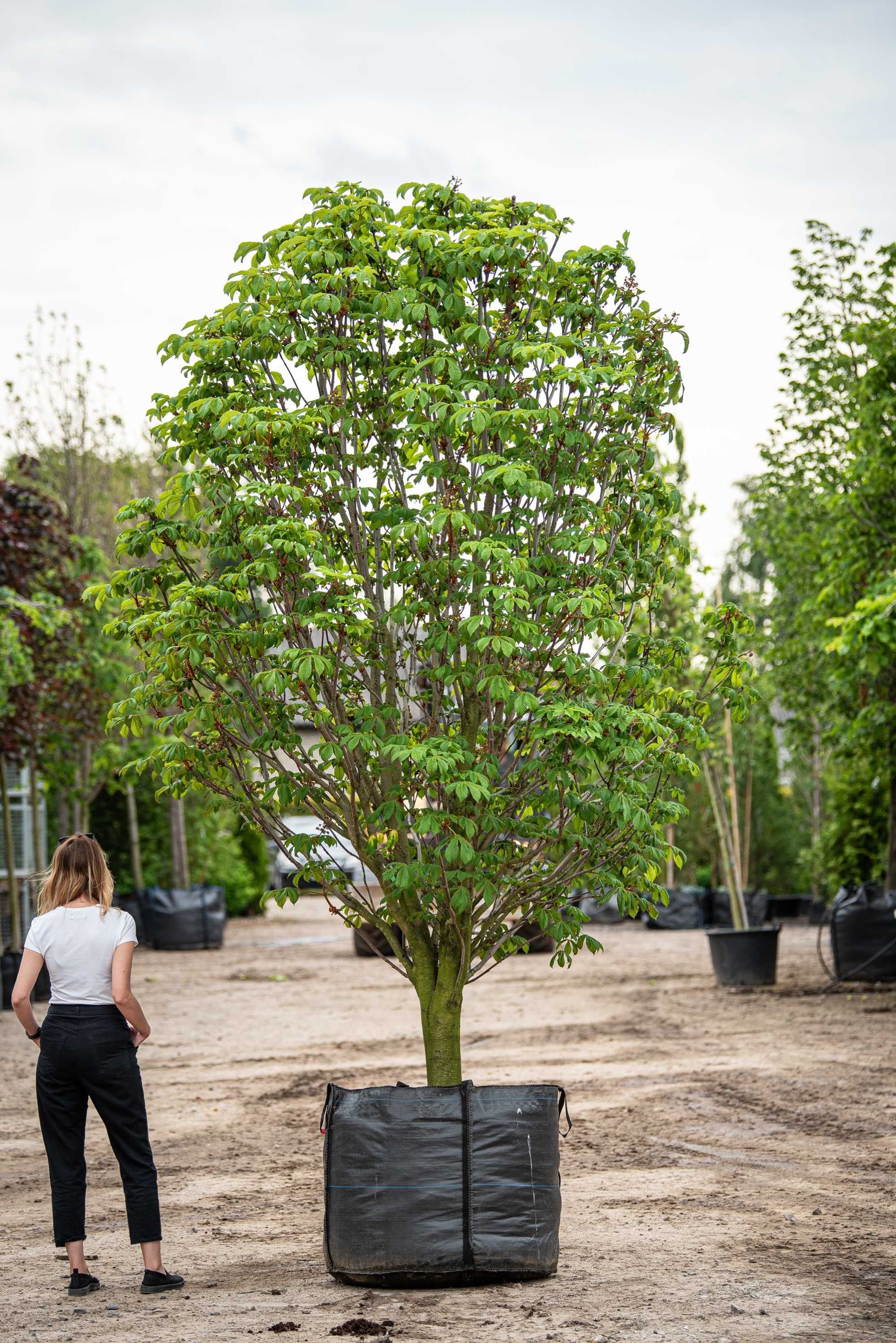 kasztanowiec biały 'Pyramidalis'/ Aesculus hippocastanum 'Pyramidalis'