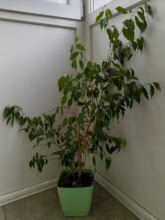 Фикус Бенджамина