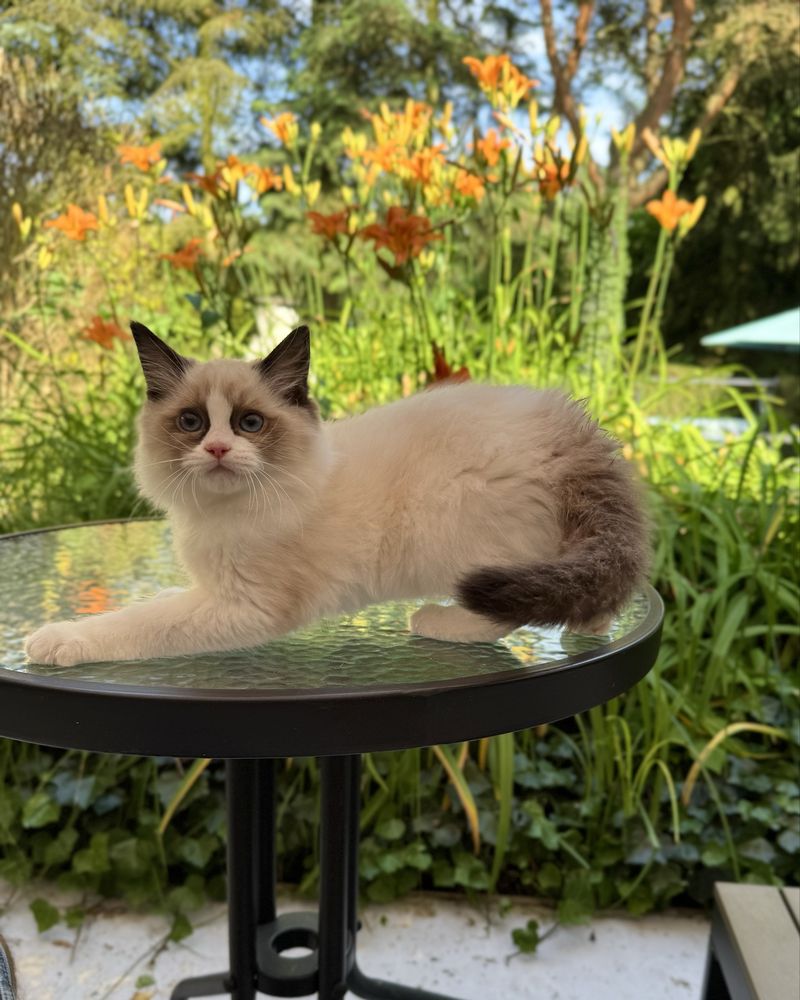 Słodki kocurek Ragdoll seal mitted z profesjonalnej hodowli