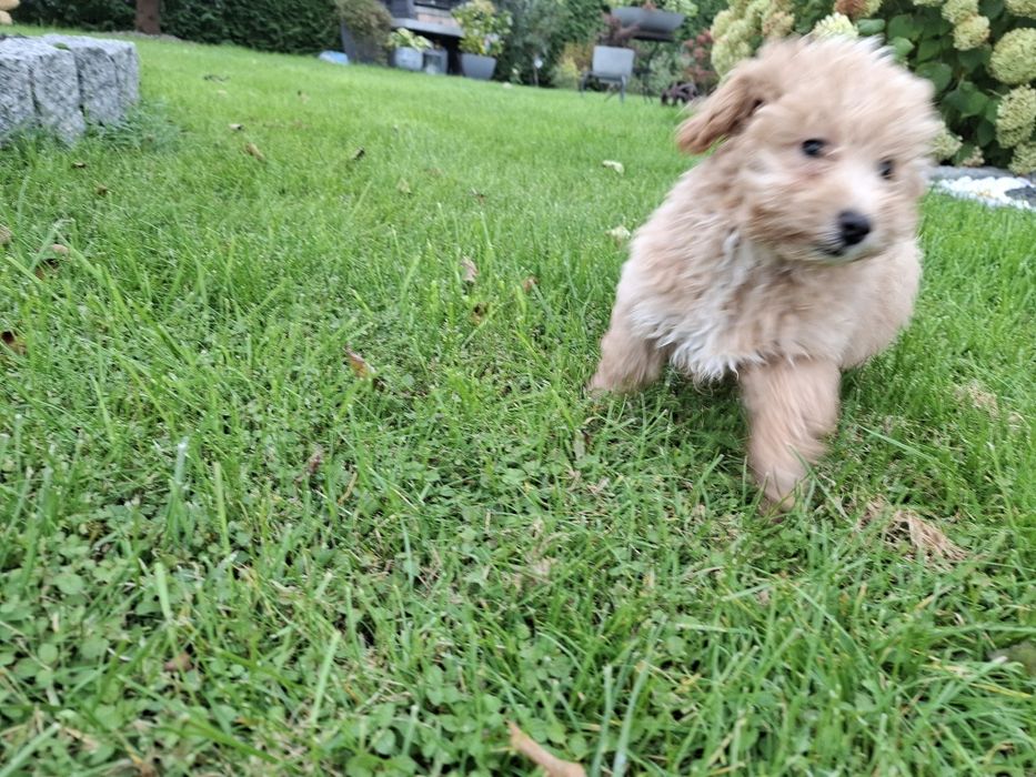 maltipoo szczeniak