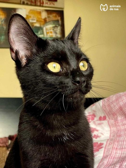 Jackison | Para Adoção