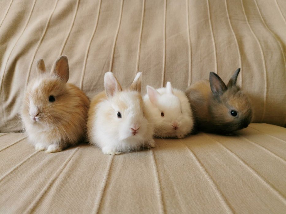 Coelhos anões bebés + gaiola nova + alimentação adequada