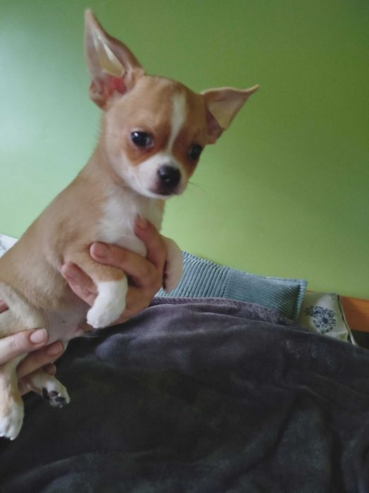 Chihuahua piesek gotowy na zmianę domu