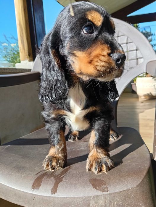 Coocker spaniel inglês