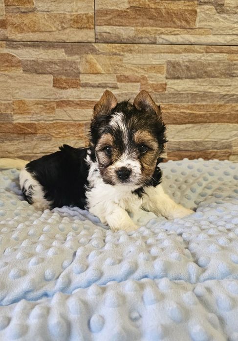 Yorkshire Terrier Biewer cudny piesek york