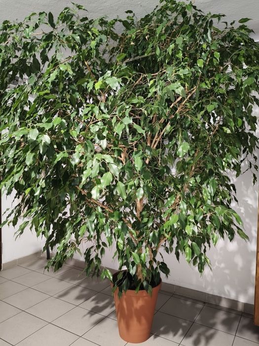 Ficus Benjamin 240 cm