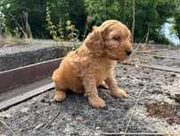 cockapoo szczeniak