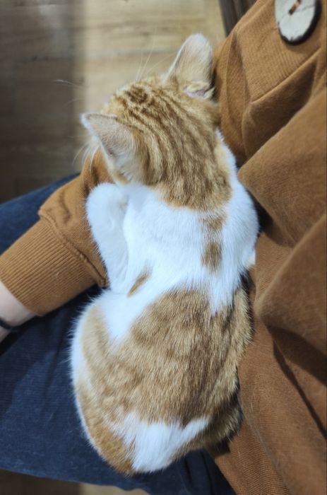 Adoção responsável