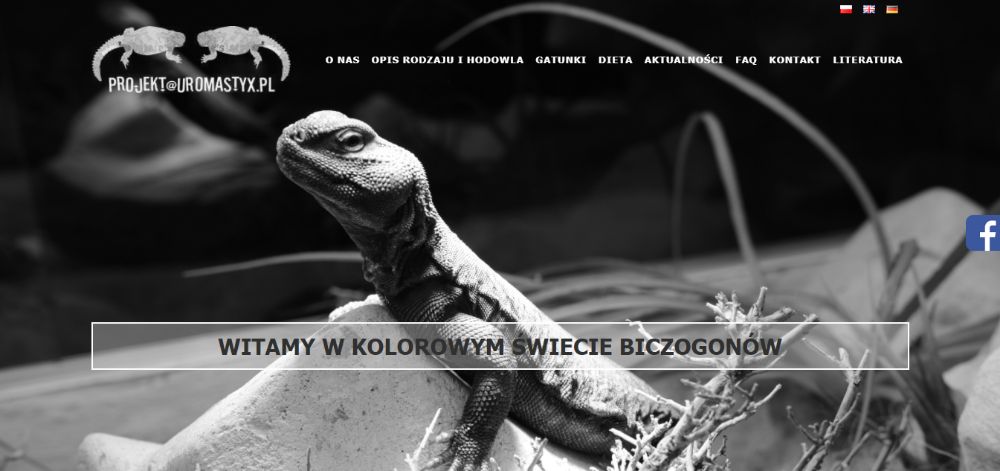 Tworzenie stron Strony internetowe Sklep www Pozycjonowanie Strony www
