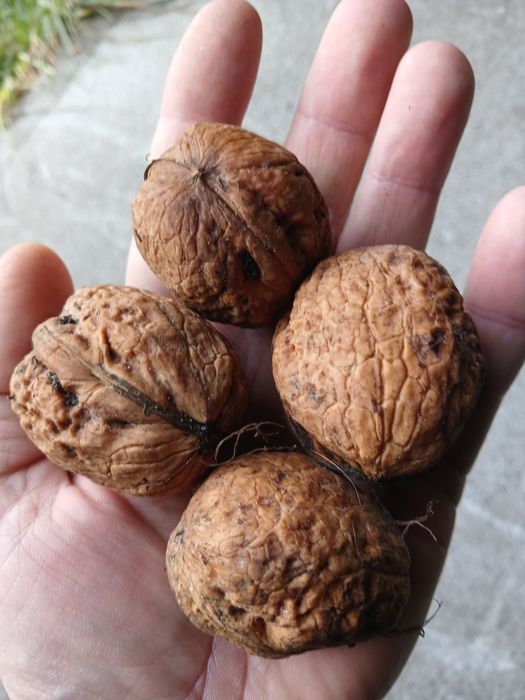 Orzechy włoskie duże