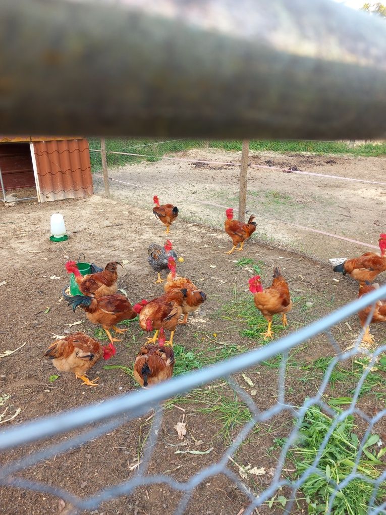 Frangos do campo caseiros