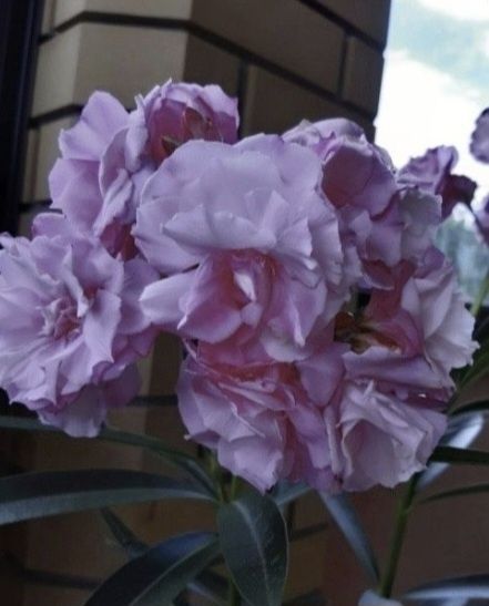 Хоста гигантея(голубые листья),Стангопея-1100грн