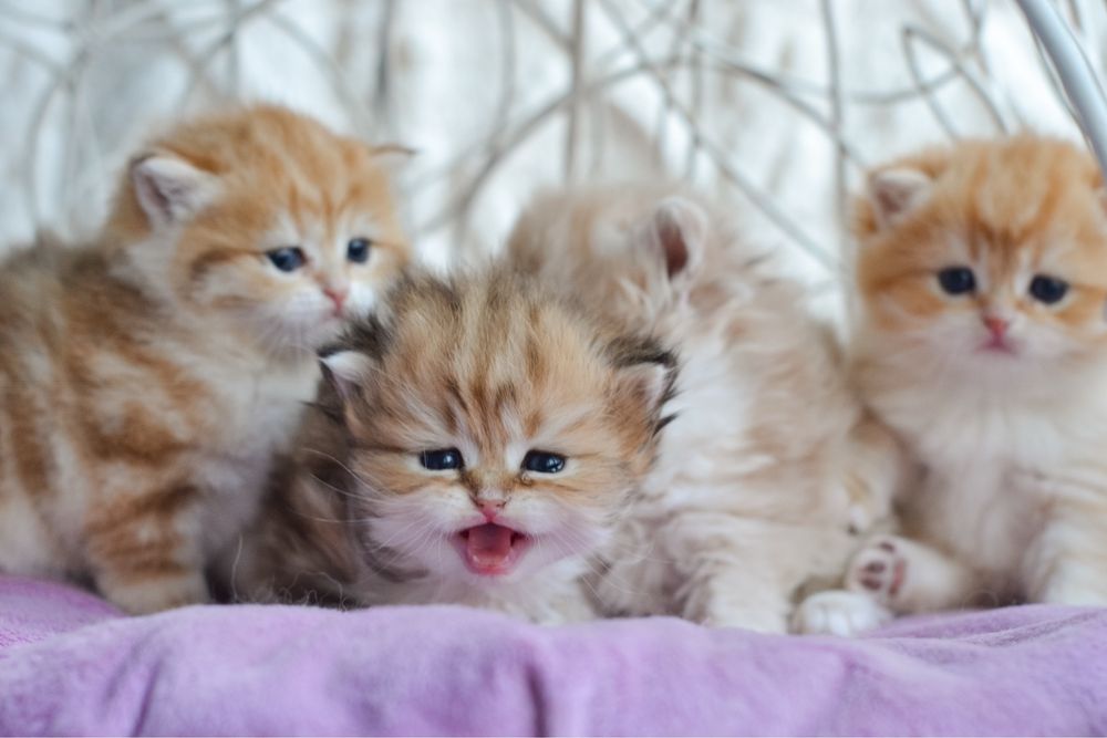 Елітні кошенята. Київ