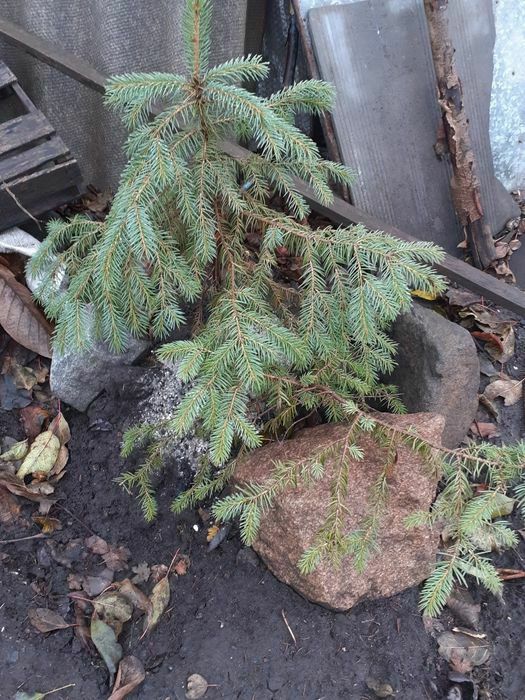 Саженцы слива, роза чайная