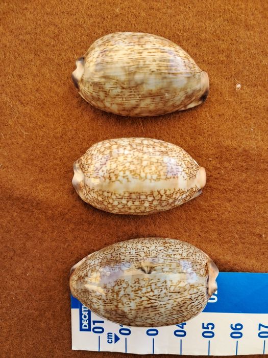 Búzios/ caracóis
