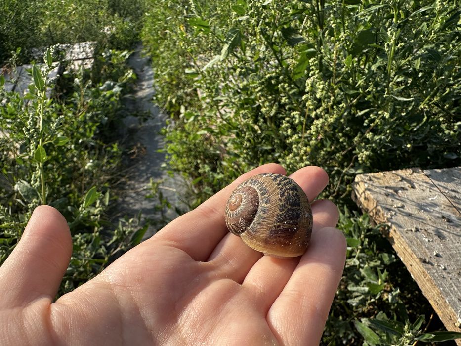 Продам равлика Мюллер