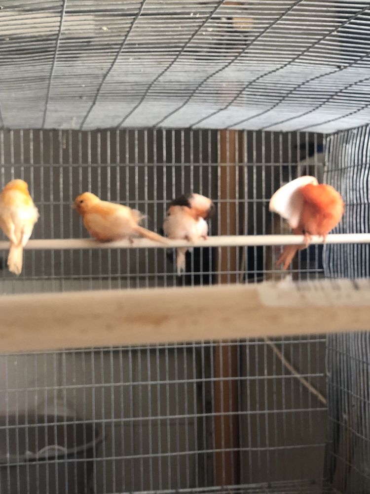Aves novas e reprodutoras ( vermelhos,frizados,arlequim )