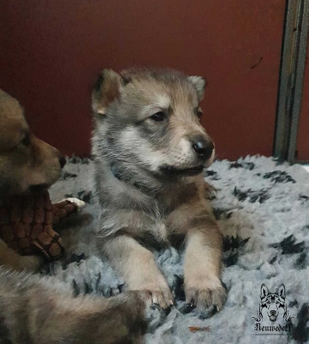 Saarlooswolfhond - wilczak Saarloosa