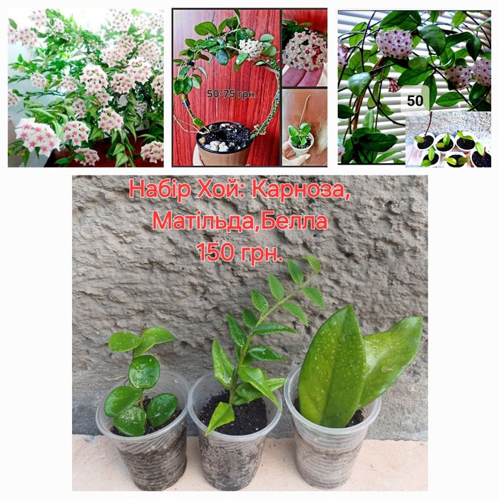 Хойя Матильда Сплеш, Хойя Белла, Хойя Карноза Хоя Карноза, розпродаж!